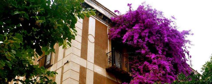 Sarrià immobile fiori