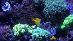 bambini acquario Barcellona