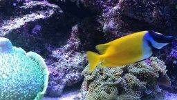 acquario Barcellona