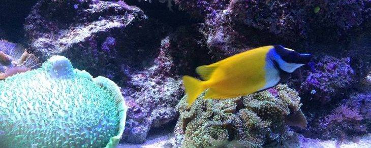 acquario Barcellona