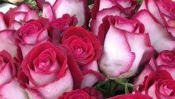 Sant Jordi rose