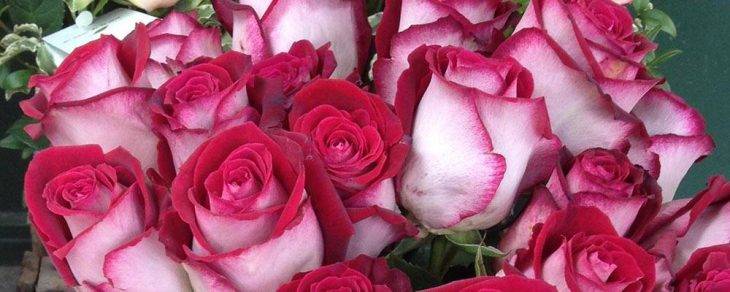 Sant Jordi rose