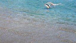 fare sport a Barcellona: nuotare nel mare